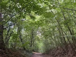 forêt saint-cloud